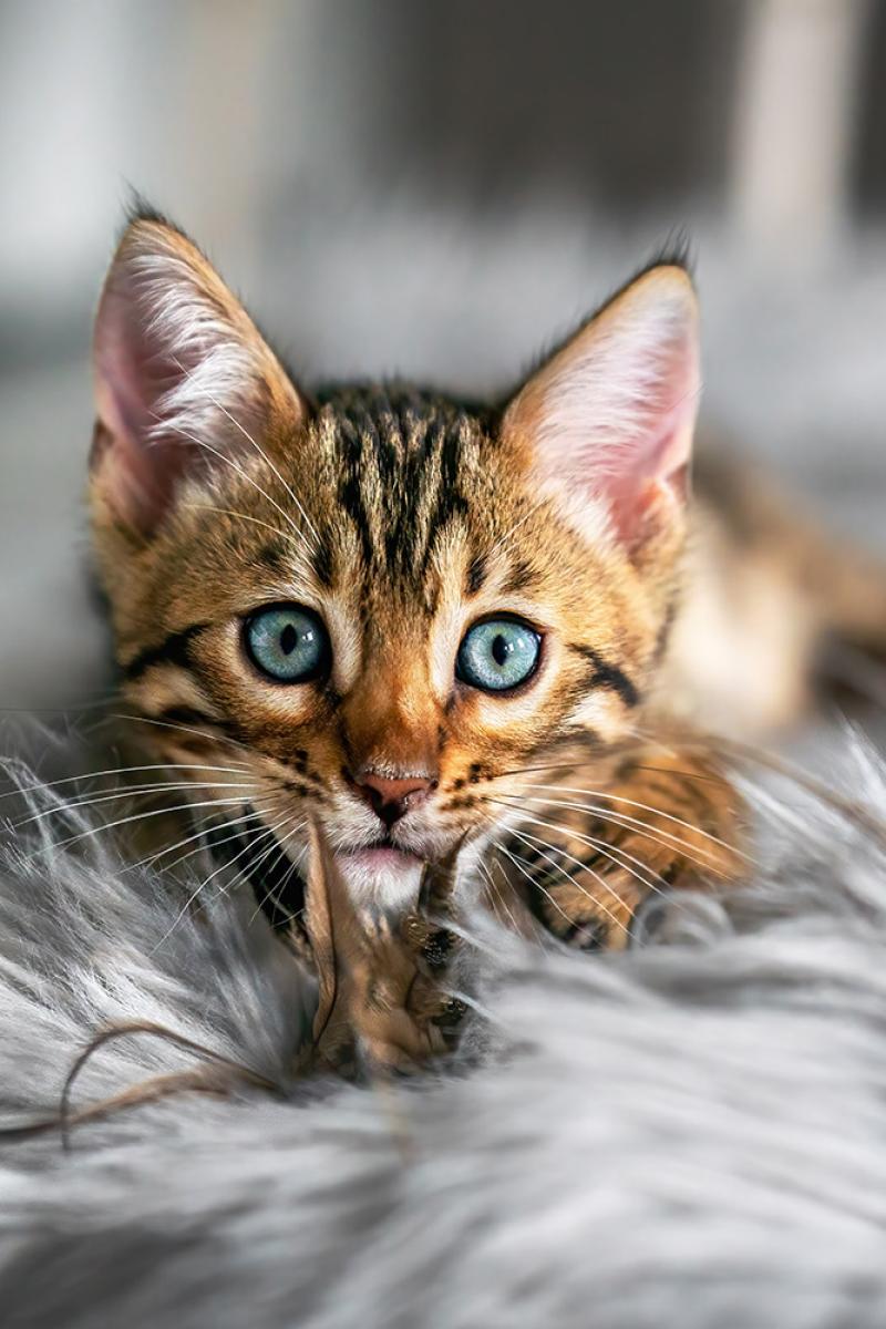 Homeshooting In Moenchengladbach Mit Katzen