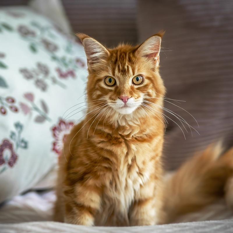 Homeshooting Katze In Viersen